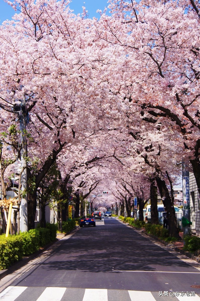 十年东京华人老炮解析——东京23区图鉴