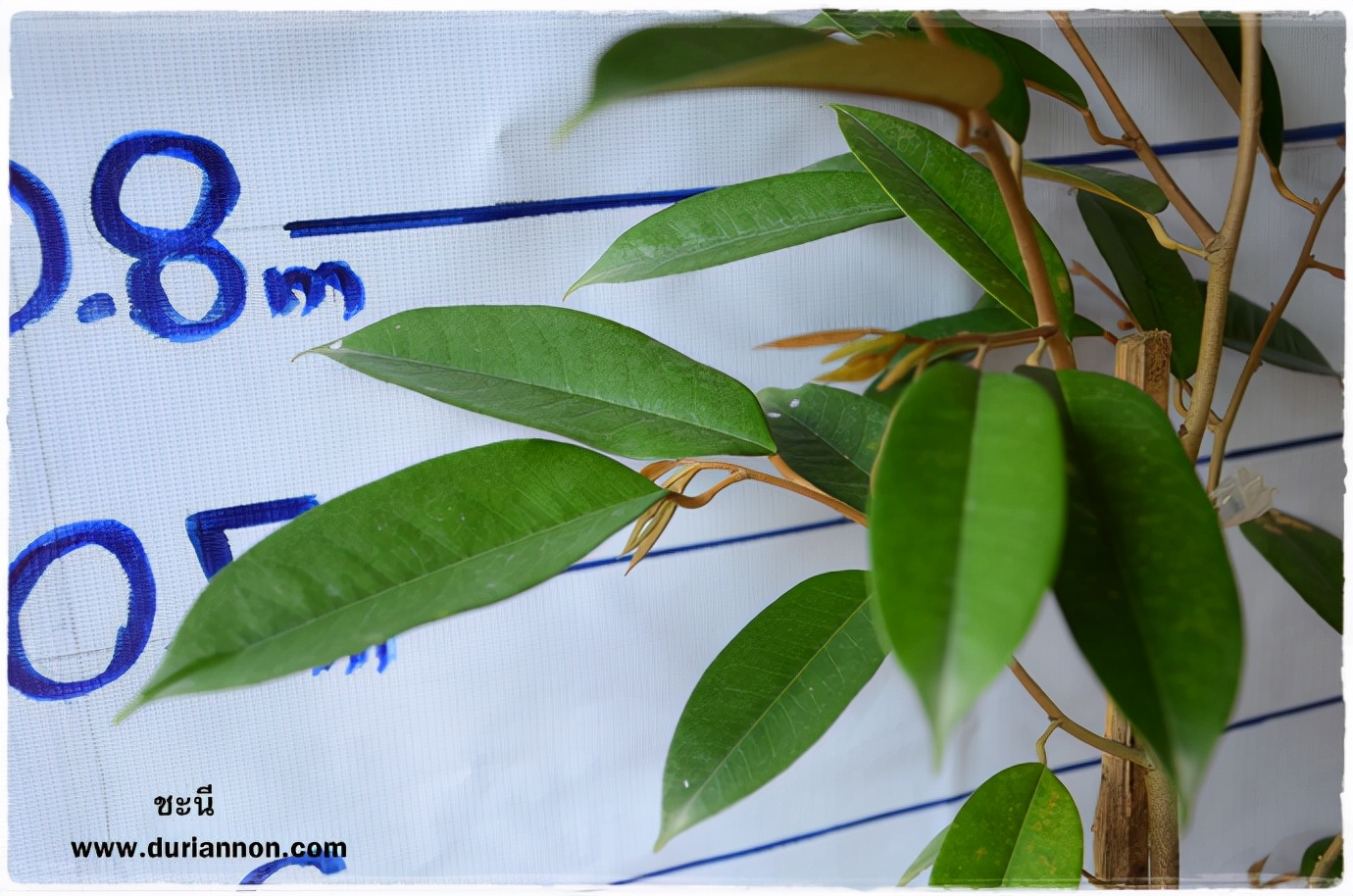 榴莲品种d13,泰国榴莲d197是什么品种