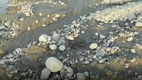 古稀老年人画,叶脉造型画