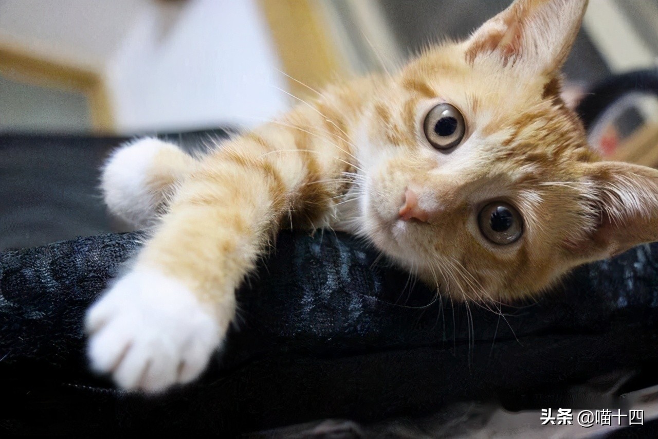 别让宠物医院榨干铲屎官的钱包——小毛病，不求人「外创篇-下」