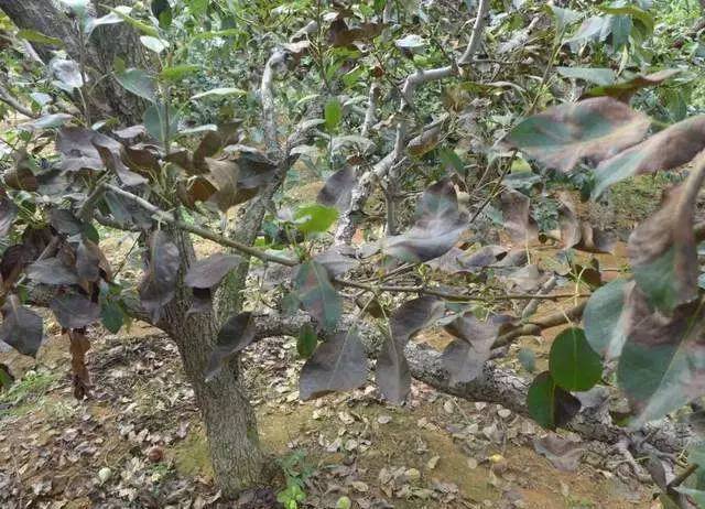 梨树周年栽培管理历,从清园萌芽到挂果采收,病虫管理和施肥方案