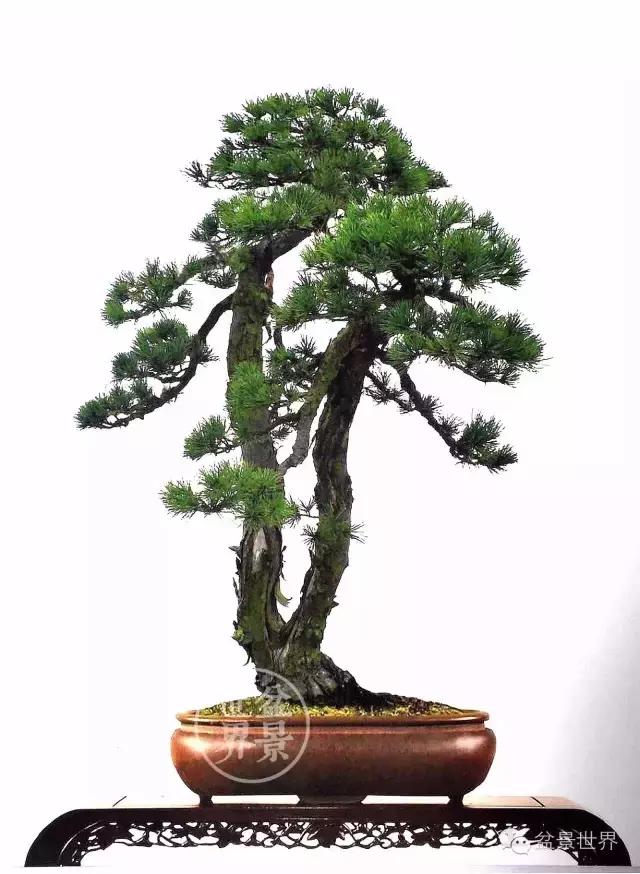 松树盆景经典大片,大斜杆式盆景得金奖作品松树