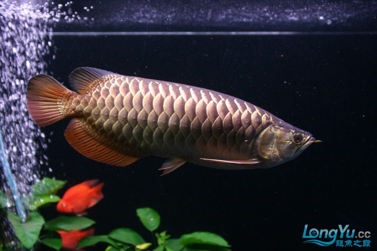 金龙鱼全过背是什么,金龙鱼最大纪录