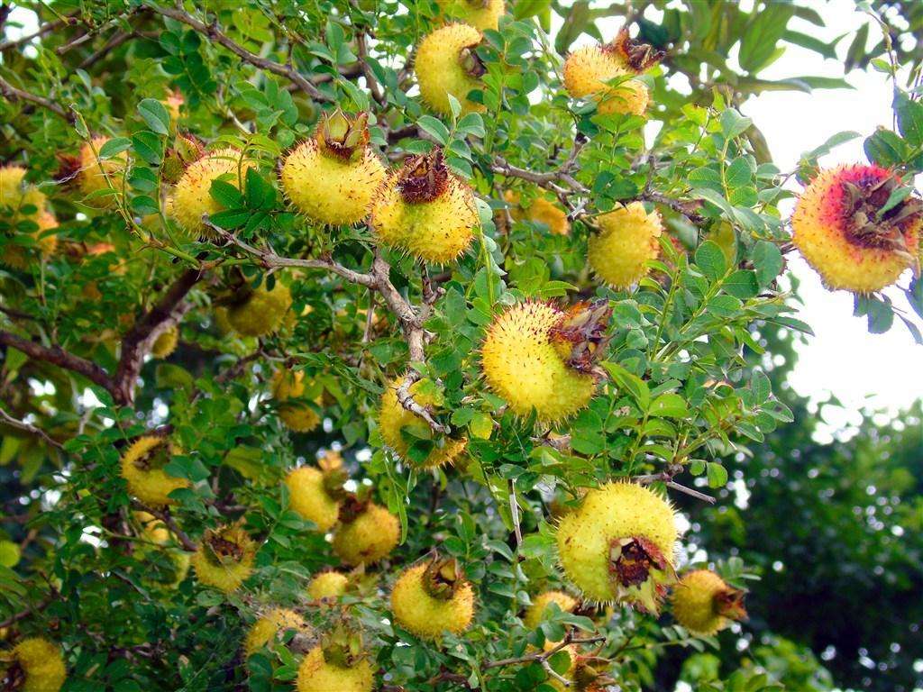 榴莲最便宜的水果,和榴莲一个档次的水果有哪些