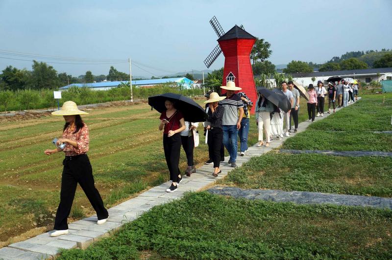 粤港澳大湾区自媒体访韶关：稻花香里说乐昌丰年