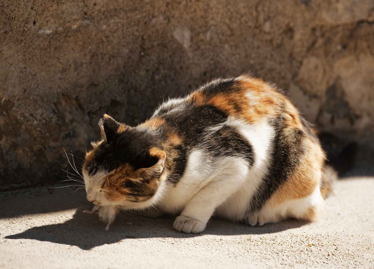 李时珍不吃猫的原因,李时珍为什么说猫不能吃鲜鱼