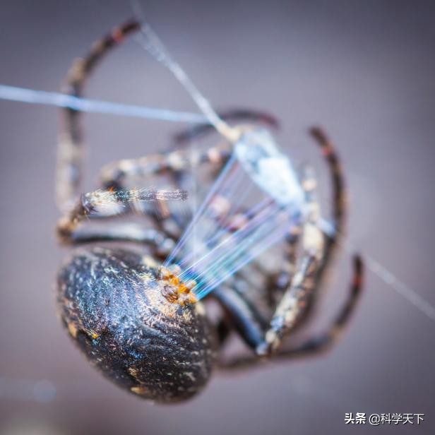 蜘蛛丝的神奇材料,蜘蛛丝能治疗伤口吗