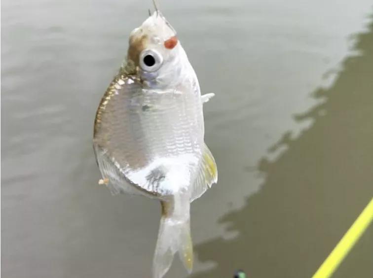 畸形的鱼吃了有什么危害,畸形鱼是怎么回事