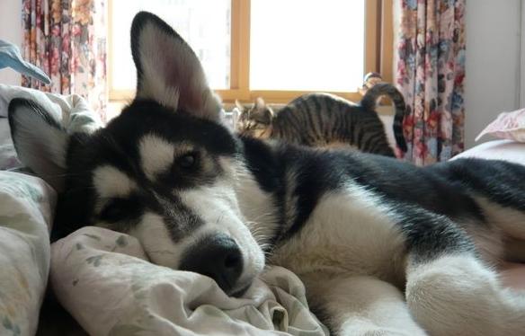 狗狗喜欢抱大腿发泄怎么办,狗狗老上床用什么办法制止它