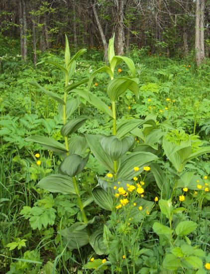 与藜芦相似的植物,藜芦植物