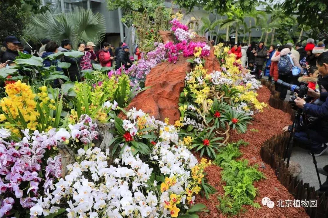 美美美！海淀这个地儿，万株兰花惊艳来袭，你招架的住吗？