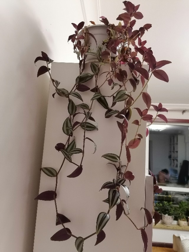 懒人养花小妙招盆栽,懒人养花直播