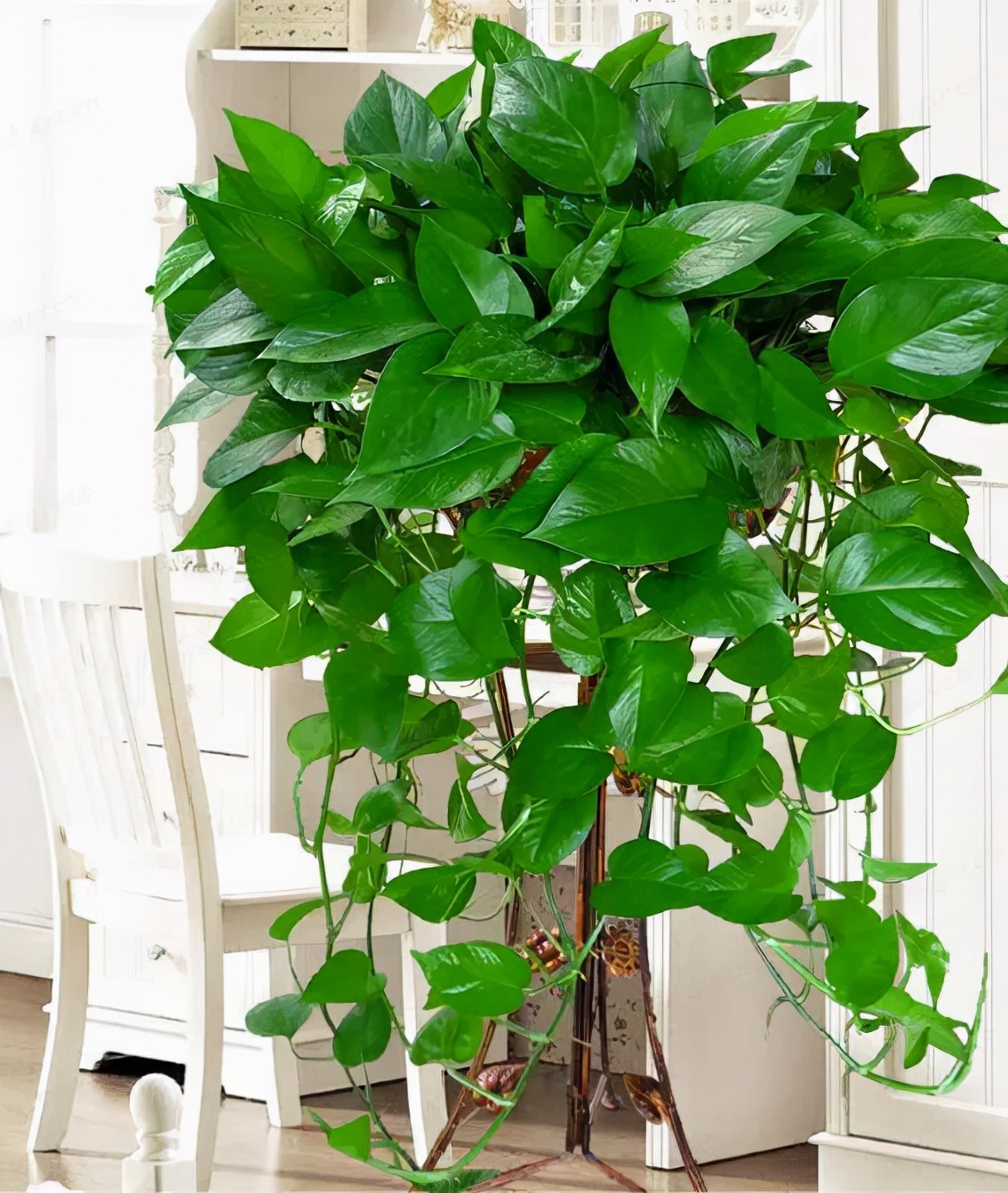 十月适合养什么花,十月现在季节养什么花不怕冷