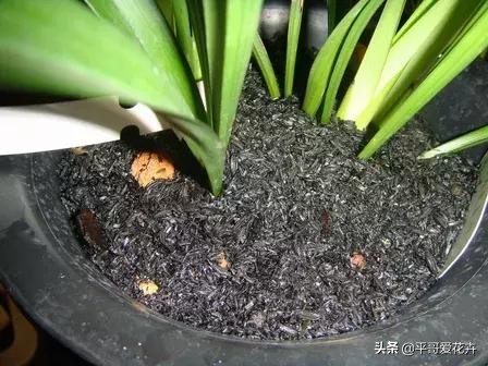 绿萝浇这三种水疯长,绿萝用淘米水浇花的正确方法