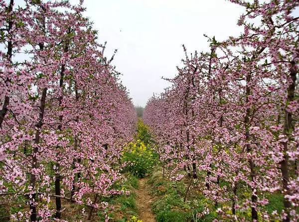 桃树习性及栽培技术的详细介绍,桃树是怎么培育新品种的