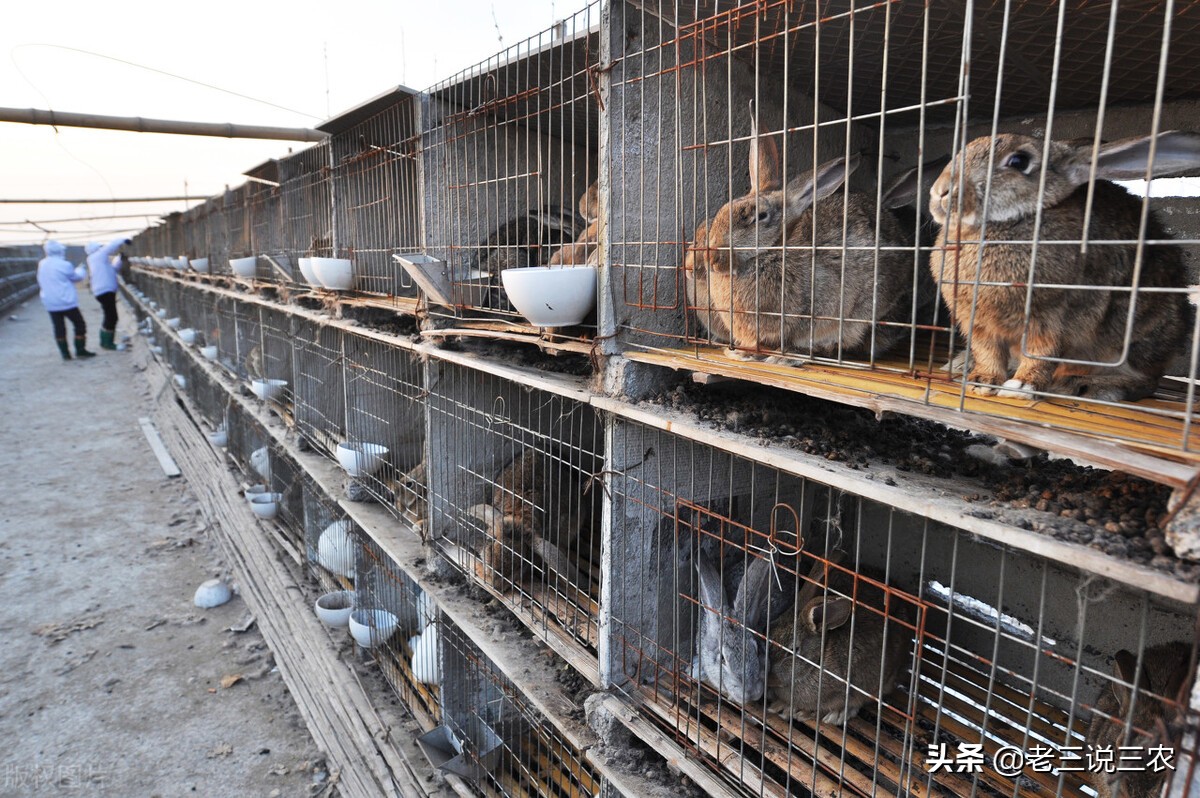 养100只母兔一年的利润,养兔200种兔一年能赚多少钱