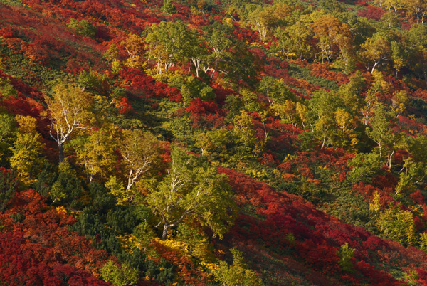 秋景拍摄技巧和方法,秋景拍摄三大忌