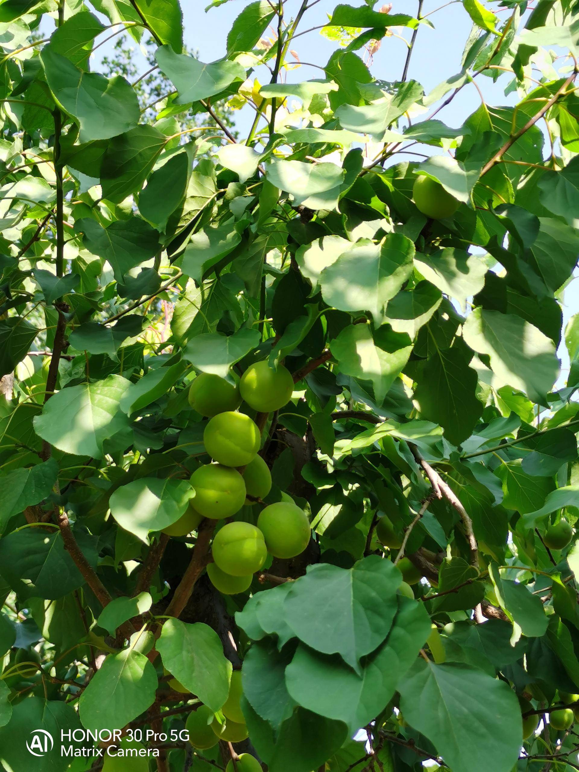 荣耀30pro用一个月的感受,荣耀30pro真实使用感受