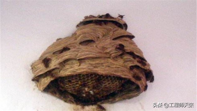 广西发现巨型马蜂,楼顶惊现巨型马蜂窝直径达半米