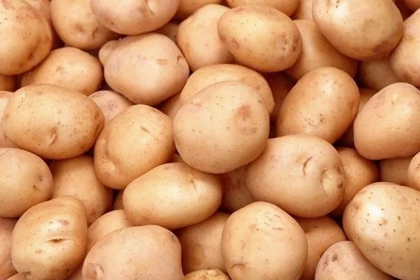 马铃薯种植方案,马铃薯种植方案大全