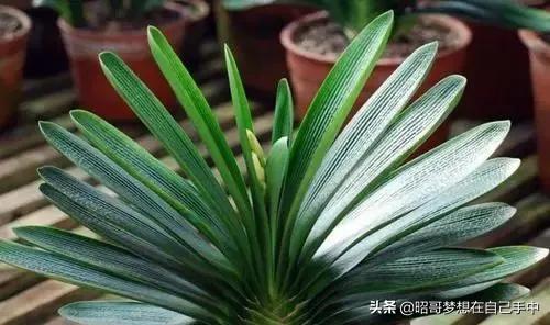 养君子兰不开花怎么办,养君子兰叶片不齐