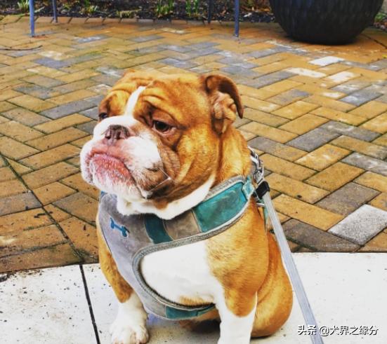 缇庡浗鐤儏涓嬬殑瀹犵墿鐙楃嫍,缇庡浗鐤儏涓嬬殑鐙楃嫍