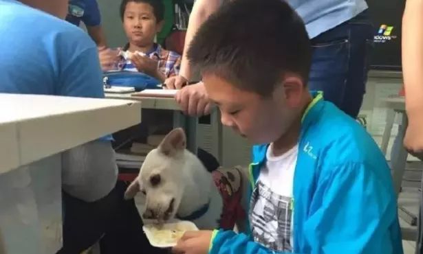 爱心和宽容让校园流浪狗与师生和谐相处