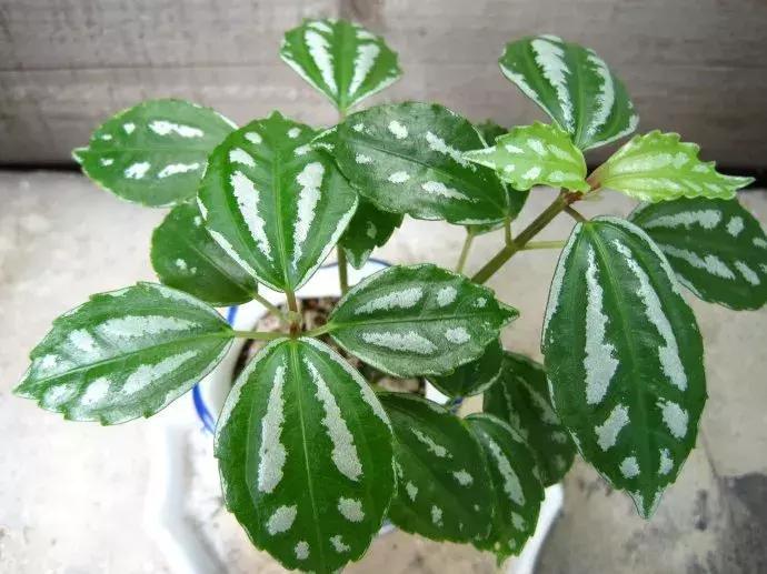 种什么蔬菜可吸甲醛,坪地吸甲醛的植物