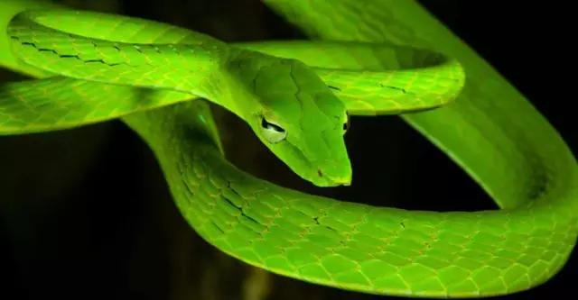 海南海里的特产动物,海南特有的珍稀动物