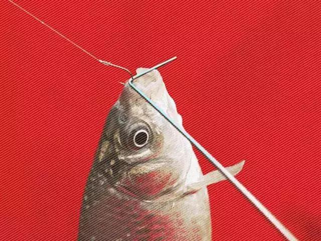 鱼线子线打结如何不卷曲,子线缠绕最简单解决方法