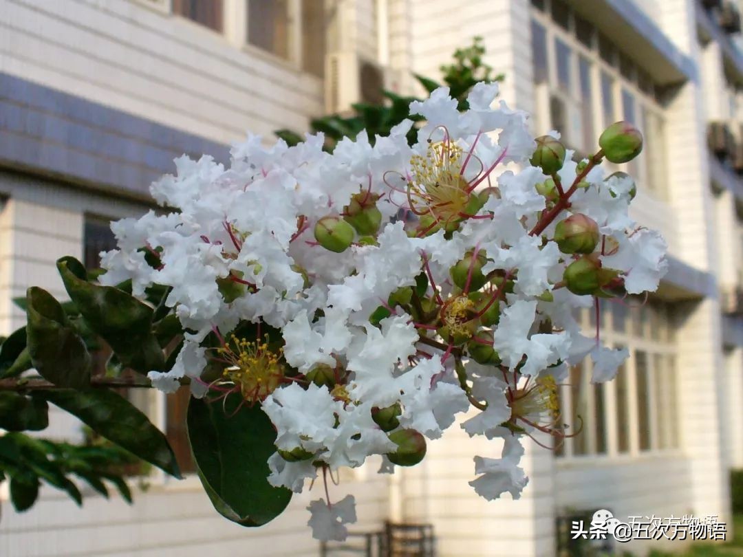 大叶紫薇和大花紫薇一样吗,大花紫薇大叶紫薇
