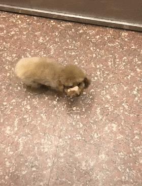 泰迪躲角落里被揍,泰迪坐电梯里视频