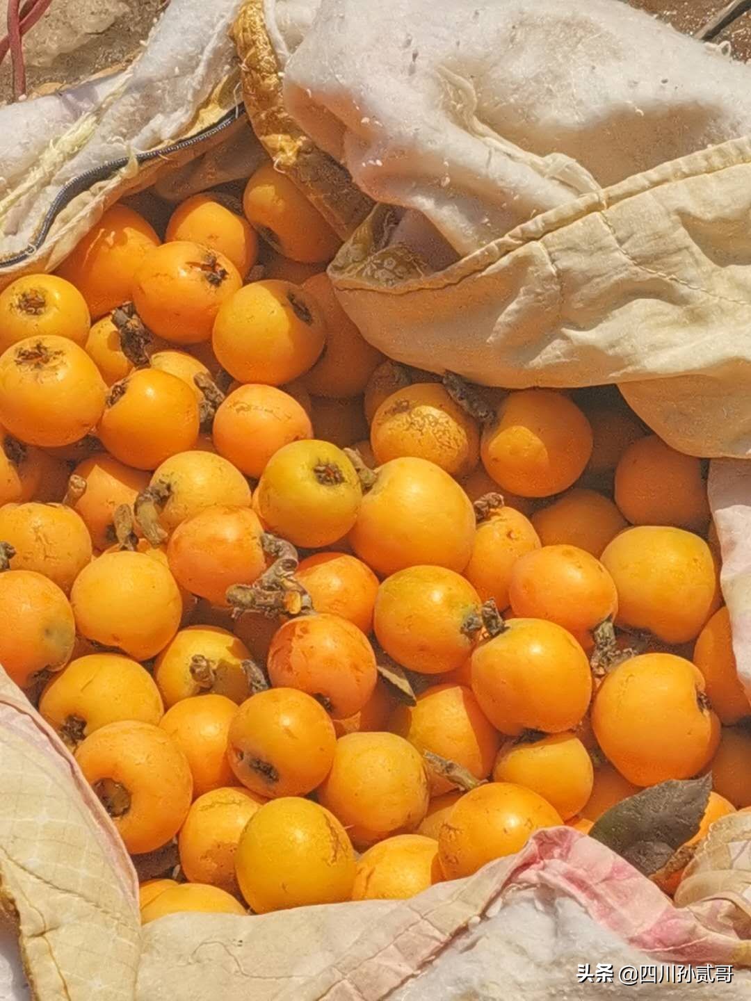 老村长农村电商,老村长农副产品直播间