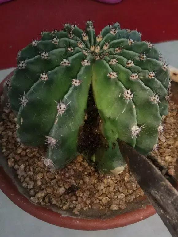 这6种花给点水就爆盆懒人必备,六种花千万别养