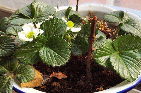 菜地消灭潮虫的简易方法,怎么灭土壤里的白线虫