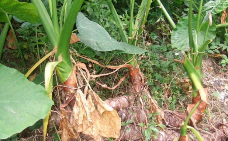 被马蜂蜇了有什么方法缓解,被马蜂蜇了的最快速处理办法