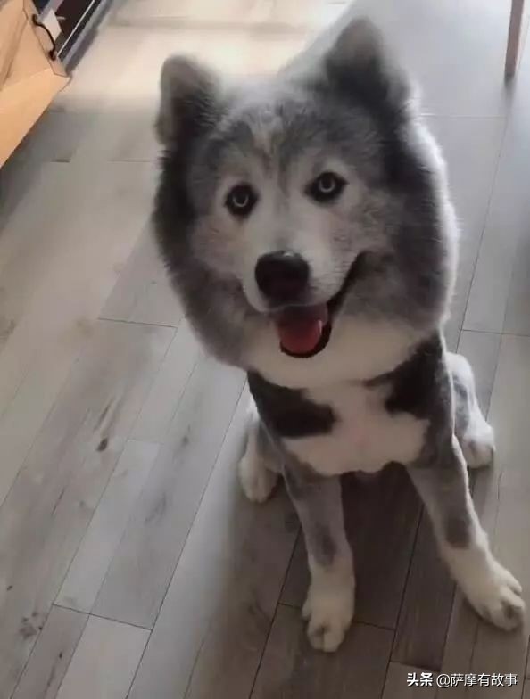 委屈！萨摩耶的混血，是一点没混出萨摩耶的美貌