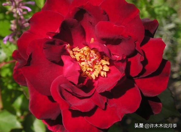 世上有黑色的花吗,世上有黑玫瑰吗