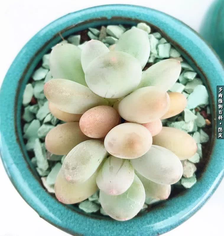 顺风不浪逆风不怂文字图片,顺风不飘逆风不怂绝境不慌