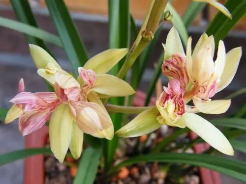 曾是天价兰的品种,天价兰品种