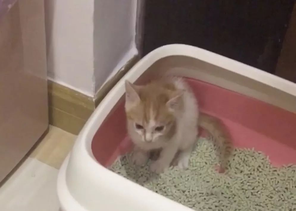 猫咪拉肚子是什么原因引起的呢,两个月的猫咪呕吐拉肚子什么原因