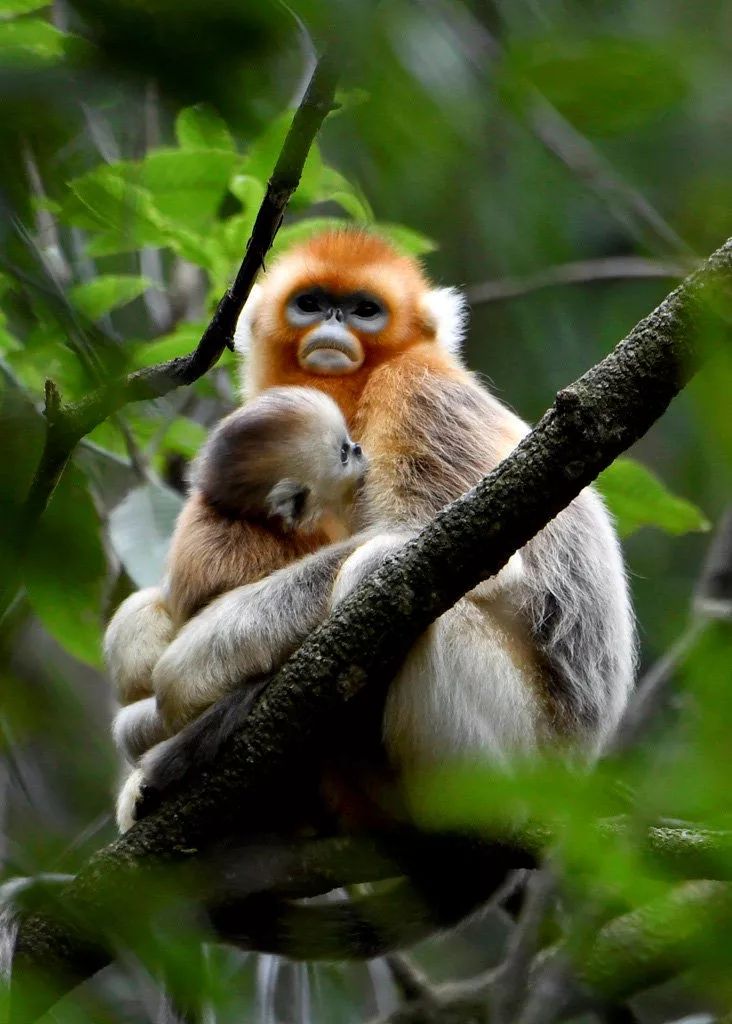 陇南各县城区面积排名,陇南缤纷城