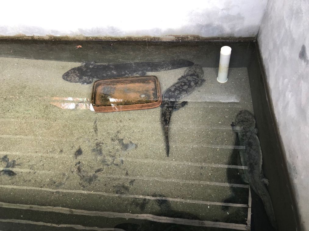 探访宜兴山区地下野味餐馆:依然有人顶风作案买卖穿山甲