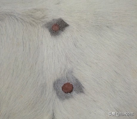 如何防止马得疾病,马儿皮肤病症状