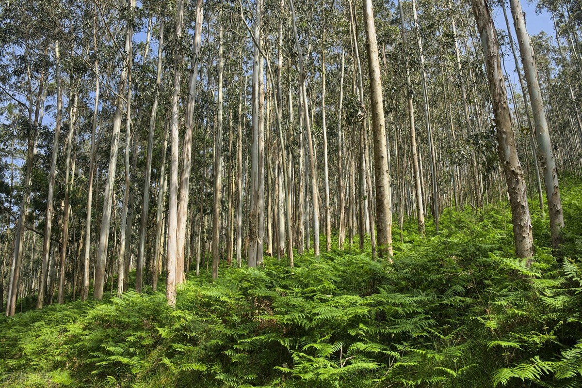 桉树是不是有毒的树种,桉树为何成了害人树