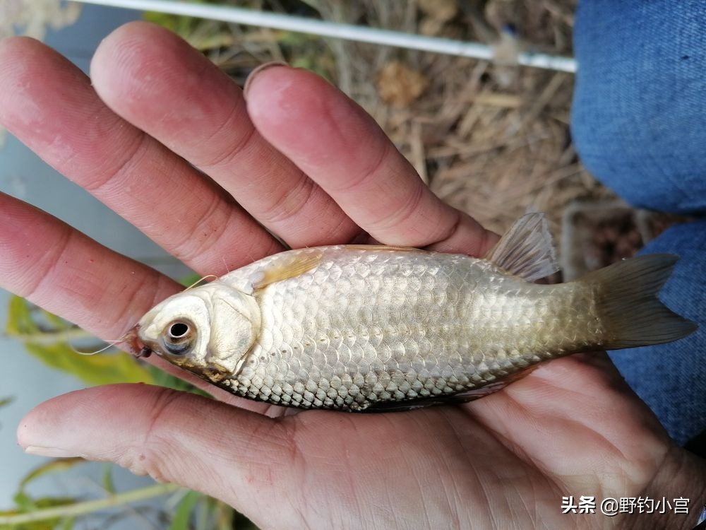 野钓懒人半水调漂最快方法,半水调漂最快最简单实用野钓方法