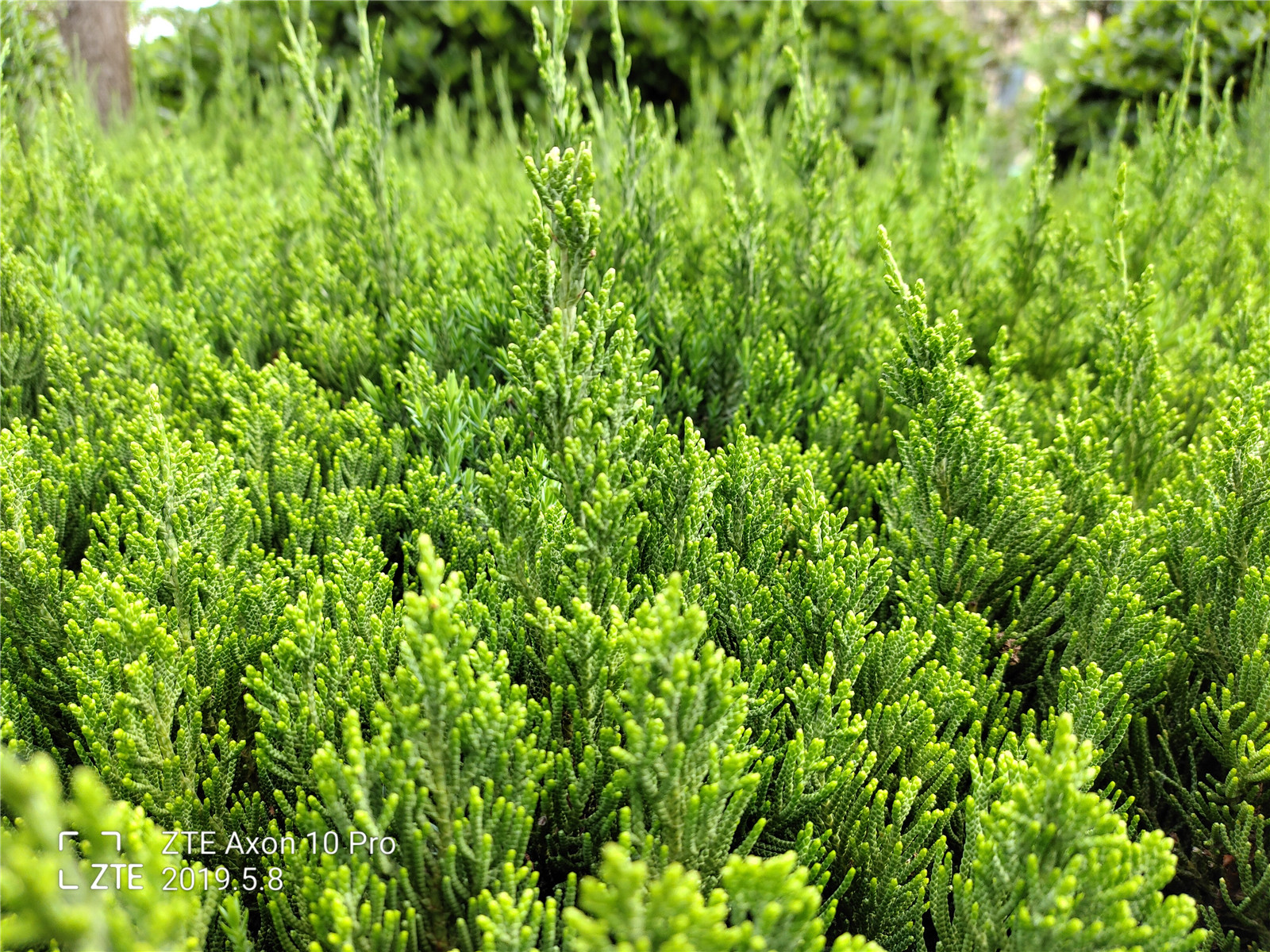 中兴axon30pro评测,中兴axon10pro