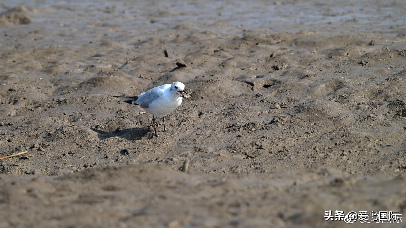 尼康z9有希望更新人像模式吗,尼康z9为什么适合打鸟