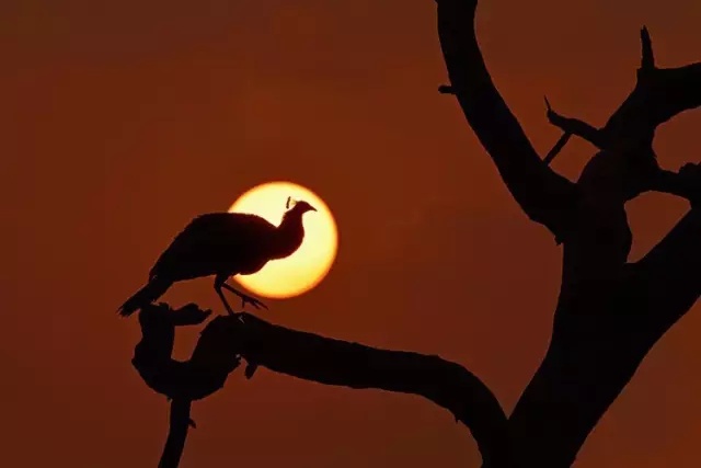 鸟类摄影拍摄技巧和精美照片展示,怎么拍摄鸟类视频