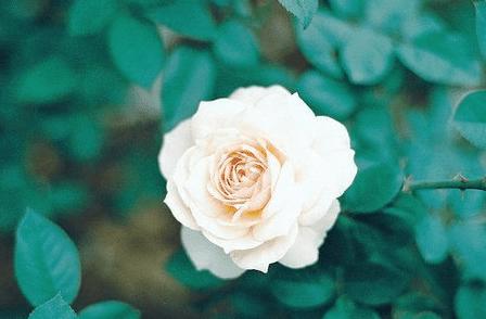 七夕礼物送女友贺卡,发给女友的新年短信祝福语